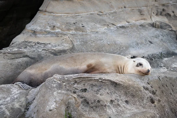 True seal marine mammal animal lying on rock.