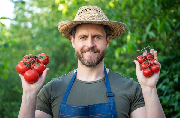 agricultural worker in straw hat with tomato bunch.