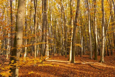 autumn forest nature with yellow leaves and trees. hello fall.