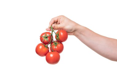 ripe tomato cherry bunch vegetable in hand isolated on white background.