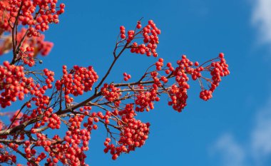 branch of rowan with berries on blue sky background. copy space.