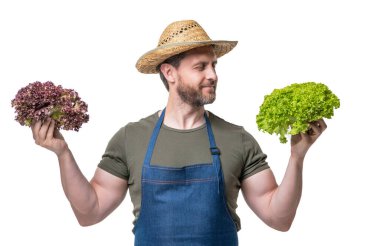 gardener in apron and hat with healthy lettuce vegetable isolated on white.