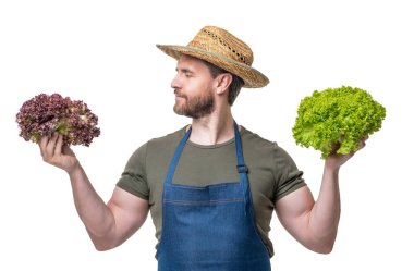 farmer in apron and hat with healthy lettuce vegetable isolated on white.