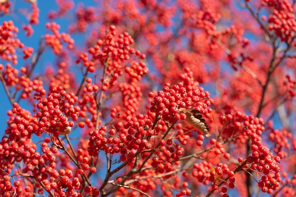 Rowan Tree Red Berry Plant Background — ストック写真
