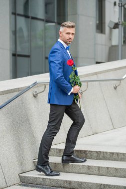 valentines day concept. grizzle tuxedo man with valentines rose. flower gift for valentines day.