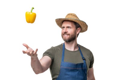farmer in apron and hat with sweet pepper vegetable isolated on white.