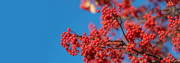 Branch Rowan Berries Blue Sky Background Copy Space — Stock fotografie