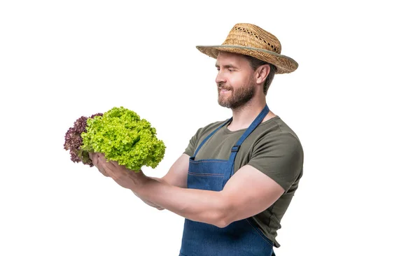 Gardener Apron Hat Harvested Lettuce Vegetable Isolated White — Zdjęcie stockowe