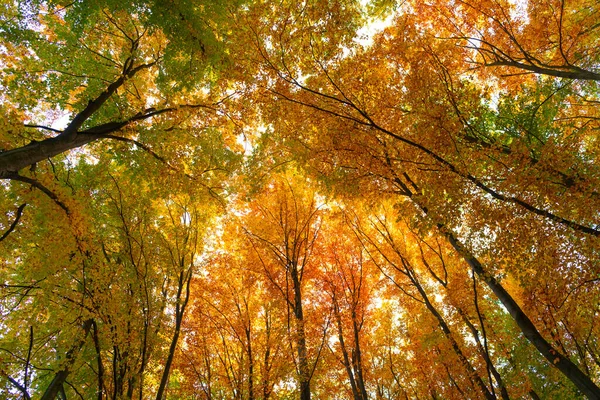 Top View Autumn Leaves Tree Background Nature —  Fotos de Stock