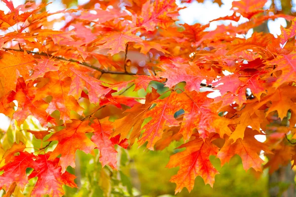 Natural Oak Autumn Leaves Branch Selective Focus Oak Autumn Leaves — Stock Photo, Image