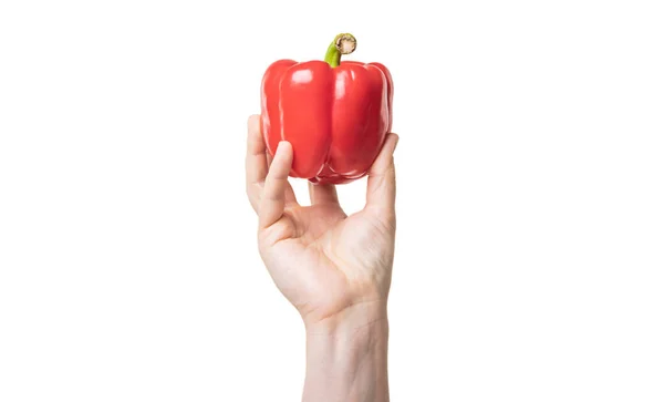 Red Sweet Pepper Vegetable Hand Isolated White Background — Foto de Stock