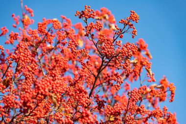 Red Autumn Rowan şubesi. Red Autumn Rowan 'ın seçici odağı. Red Rowan ile sonbahar sezonu.