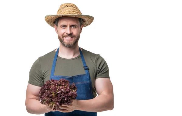 Verdura Avental Chapéu Segurando Alface Vegetal Isolado Branco — Fotografia de Stock