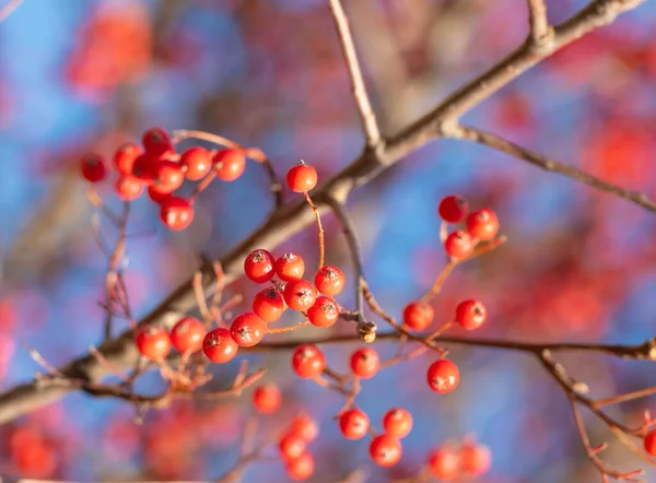 枝に赤いベリーと空の背景を持つローワンの木 — ストック写真