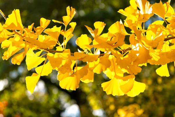 Foglie Ginkgo Giallo Cadono Ramo Foglie Caduta Gialle Stagione Autunnale — Foto Stock