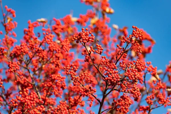 Outono Vermelho Ramo Rowanberry Foco Seletivo Rowanberry Outono Vermelho Natural — Fotografia de Stock