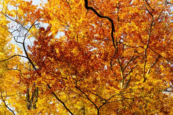 Branches Autumn Leaves Autumn Leaves Autumn Season Leaves Forest — Stock Photo, Image