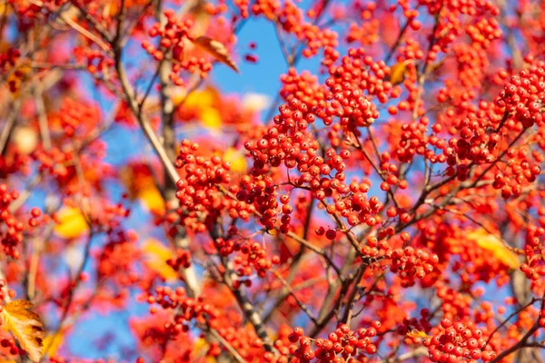 Red Autumn Rowanberry Branch Selective Focus Red Autumn Rowanberry Autumn — Stock Photo, Image