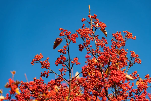 Krásná Červená Podzimní Rowanberry Větev Červené Podzimní Ostružiny Podzimní Sezóna — Stock fotografie