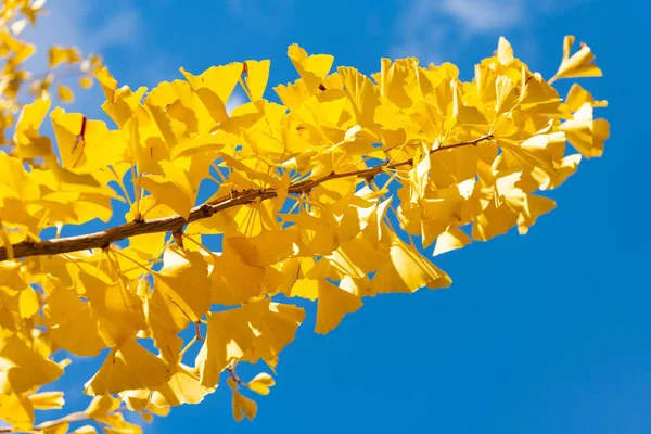 Folhas Queda Ginkgo Amarelas Ramo Folhas Amarelas Queda Temporada Outono — Fotografia de Stock