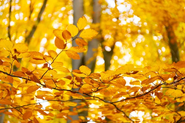 Folhas Outono Amarelas Com Espaço Cópia Foco Seletivo Folhas Queda — Fotografia de Stock
