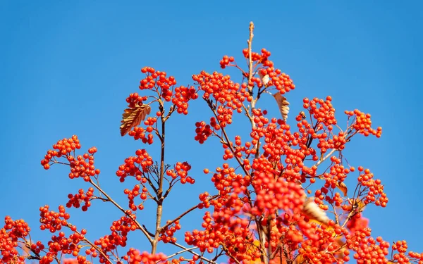 Outono Vermelho Ramo Rowanberry Rowanberry Outono Vermelho Época Outono Com — Fotografia de Stock