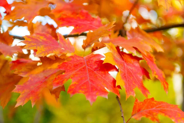 Chêne Feuilles Automne Sur Branche Macro Feuilles Automne Chêne Saison — Photo