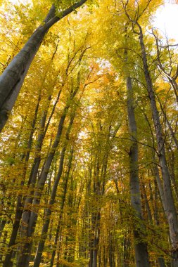 Sonbahar havası. Doğal arka planda sarı sonbahar yaprağı. Şaşırtıcı sonbahar doğası. Sarı yapraklı derin orman. Mevsimlik ağaç dalları. Üst Manzara. Doğal güzellik.