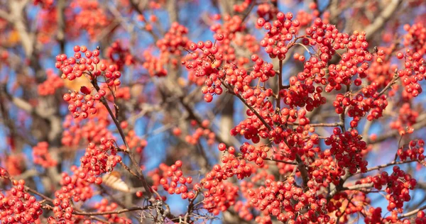 Branch Rowan Bright Berries Natural Background — Stock Photo, Image