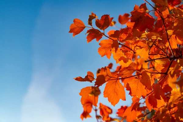 orange autumn leaves on branch. orange autumn leaves. autumn season with orange leaves. copy space.