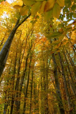 Sonbahar ormanı güzelliğinin doğası. Sonbahar mevsiminde orman doğası. Sonbahar ormanlarında mevsimlik doğa ve sarı ağaçlar.