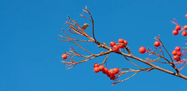 Albero Sorbo Con Ramo Bacca Rossa Sfondo Cielo Con Spazio — Foto Stock