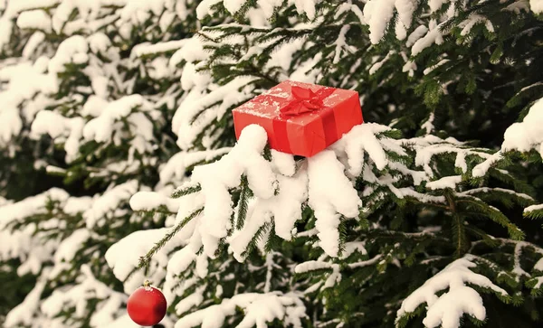 クリスマス 買い物だ 親切さと寛大さ 雪のモミの木の枝に赤いギフトボックス ボクシングの日だ メリークリスマス クリスマスの準備をしろ 冬の装飾 クリスマスプレゼント包まれた赤い紙 — ストック写真