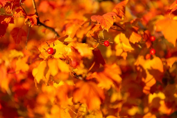 橘红色秋天的叶子在枝条上 选择柑橘秋叶的焦点 叶子呈橙色 — 图库照片