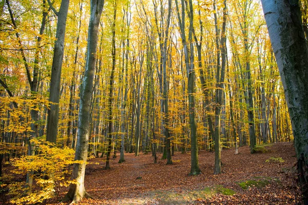 Fall Season Weather Empty Deep Sunny Forest Leaves Autumn Nature — Stock Photo, Image