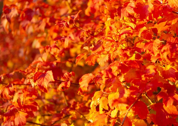 Оранжевые Листья Ветке Избирательный Фокус Оранжевых Осенних Листьев Осенний Сезон — стоковое фото