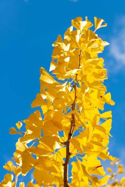 Sarı Ginkgo Sonbahar Yaprakları Dalda Sarı Sonbahar Yaprakları Sonbahar Mevsimi — Stok fotoğraf