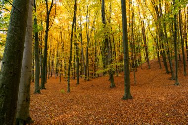 Sonbahar ormanının Eylül doğası. Sonbahar mevsiminde orman doğası. Sonbahar ormanlarında mevsimlik doğa ve sarı ağaçlar.