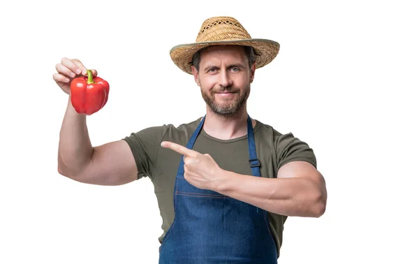Man Förkläde Och Hatt Med Paprika Grönsaker Isolerad Vitt Pekfinger — Stockfoto