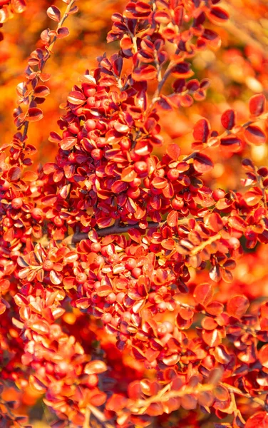 Rote Herbstblätter Ast Selektiver Fokus Roter Herbstblätter Herbstzeit Mit Roten — Stockfoto