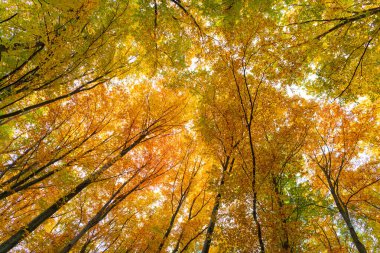 Sonbahar ormanlarının güzel doğasının düşük manzarası. Sonbahar mevsiminde orman doğası. Sonbahar ormanlarında mevsimlik doğa.