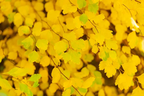 Желтый Осенний Сезон Листья Селективный Фокус Желтой Осени Листья Природы — стоковое фото