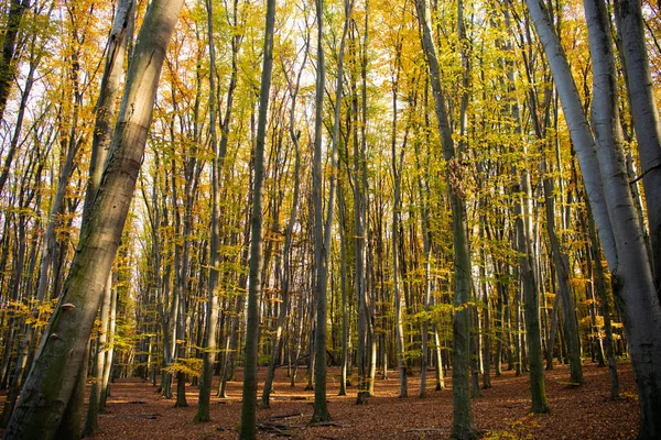 秋天的森林 11月长满黄叶 — 图库照片