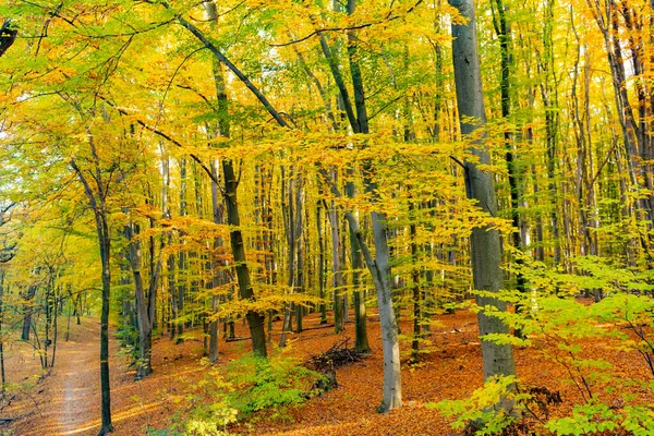 가을에는 황록색 나무가 — 스톡 사진