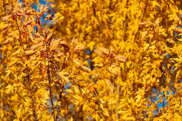 Sarı Sonbahar Yaprakları Sarı Sonbahar Yapraklarının Seçici Odak Noktası Sonbahar — Stok fotoğraf