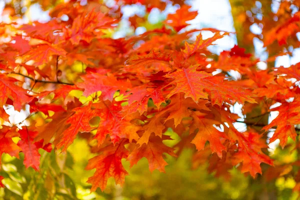 Novembre Chêne Feuilles Automne Sur Branche Foyer Sélectif Des Feuilles — Photo