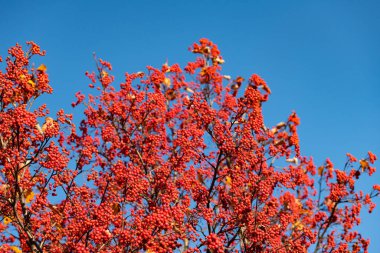 Red Autumn Rowanberry şubesi. Kırmızı sonbahar rowanberry. Gökyüzünde kırmızı rowanberry ile sonbahar sezonu.