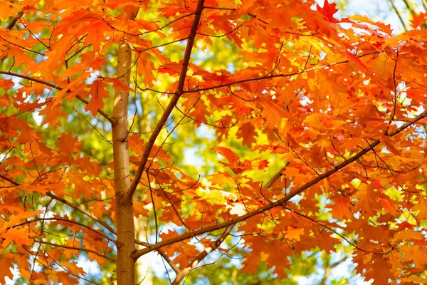 Hojas Otoño Roble Estacional Rama Hojas Roble Caída Temporada Otoño — Foto de Stock