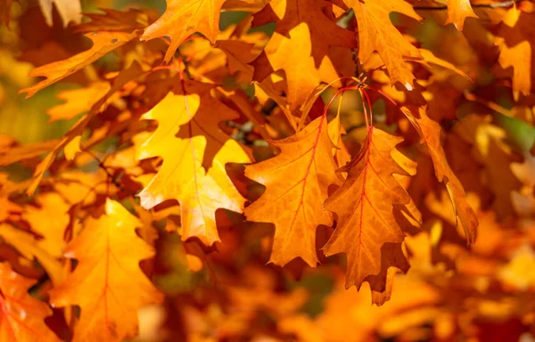 Chêne Orange Feuilles Automne Sur Branche Feuilles Automne Chêne Saison — Photo