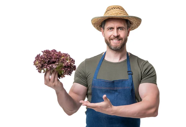 Warzywniak Fartuchu Kapeluszu Prezentujący Warzywa Sałaty Izolowane Białym — Zdjęcie stockowe